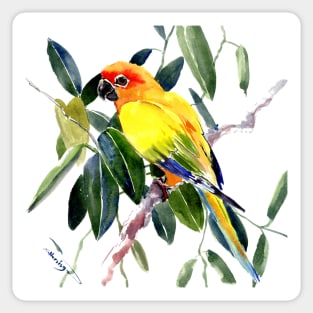 Sun conure Sticker